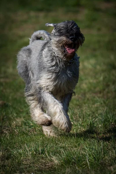 行動中の草の上のシュナウザー犬 — ストック写真
