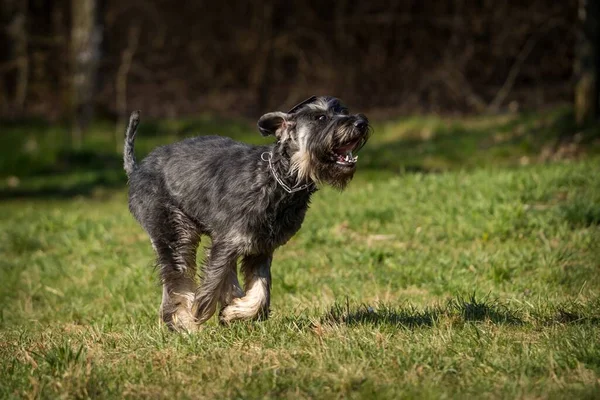 Schnauzer Σκυλί Στο Γρασίδι Δράση — Φωτογραφία Αρχείου