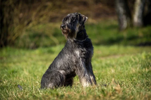 草の上のシュナウザー犬 — ストック写真
