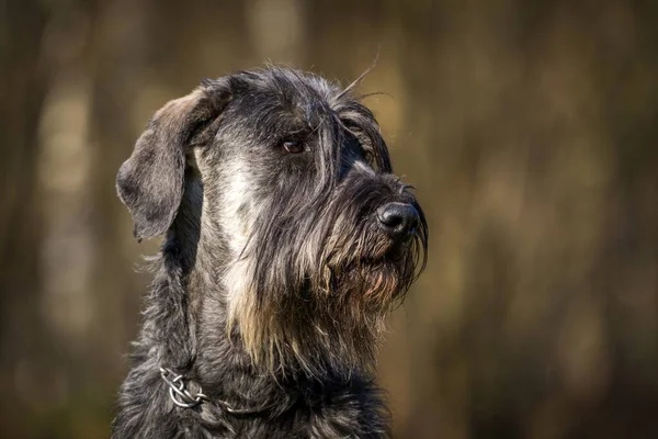 Schnauzer Cão Retrato Grama — Fotografia de Stock