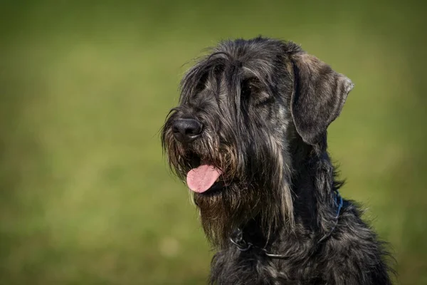 Schnauzer Dog Portrait Grass — Stock Photo, Image