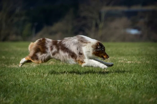 Australijski Pies Akcji Trawie — Zdjęcie stockowe