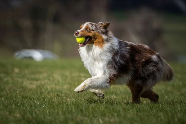 Australijski Pies Akcji Trawie — Zdjęcie stockowe