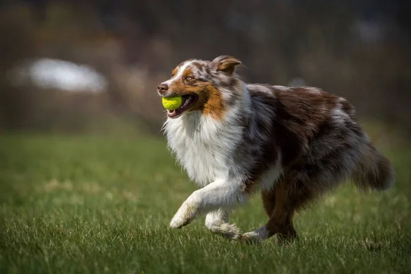 Australischer Hund Einsatz Auf Dem Gras — Stockfoto