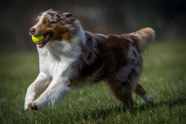草の上で行動中のオーストラリアの犬 — ストック写真