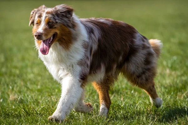 Australischer Hund Einsatz Auf Dem Gras — Stockfoto