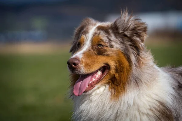 Австралійський Портрет Собак Природному Парку — стокове фото