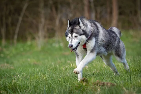 Сибирская Собака Действии Траве — стоковое фото