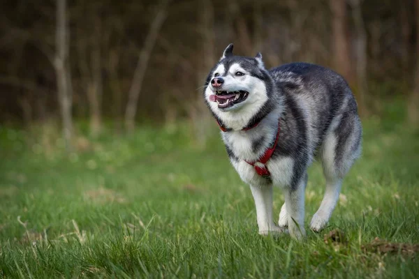Sibirya Köpeği Çimlerde Hareket Halinde — Stok fotoğraf