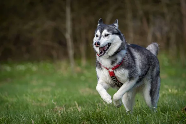 草の中で行動中のシベリアの犬 — ストック写真