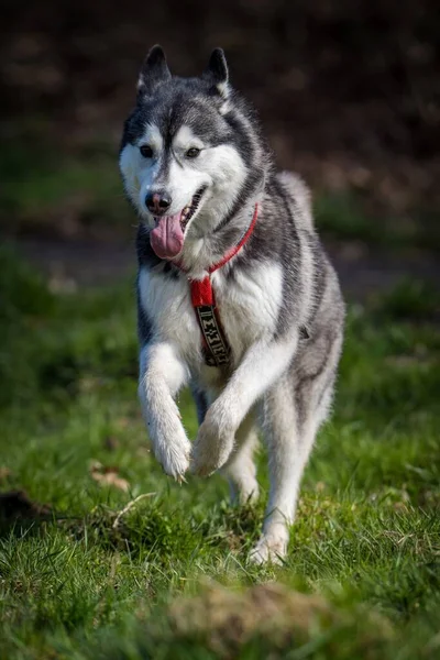 Cão Siberiano Ação Grama — Fotografia de Stock