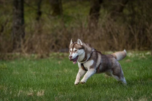 Pies Syberyjski Akcji Trawie — Zdjęcie stockowe