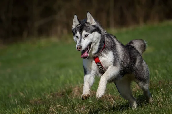 Pies Syberyjski Akcji Trawie — Zdjęcie stockowe