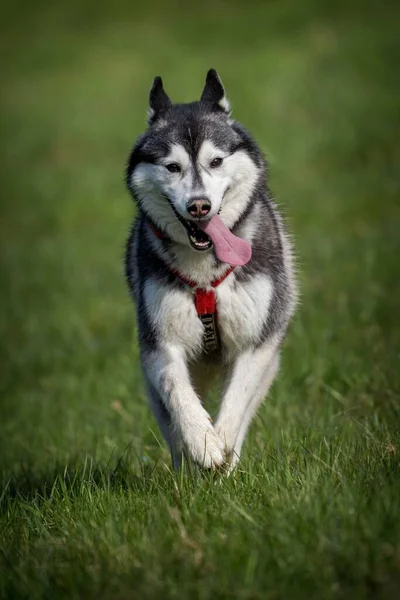 Σιβηρικός Σκύλος Δράση Στο Γρασίδι — Φωτογραφία Αρχείου