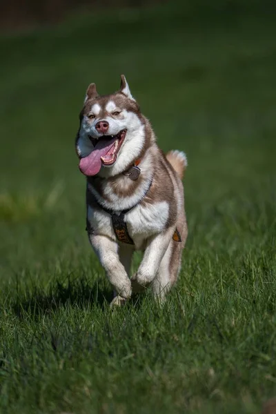 Sibirischer Hund Einsatz Gras — Stockfoto