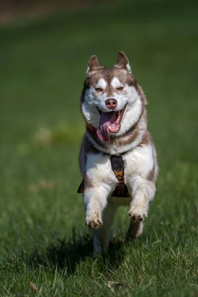 西伯利亚的狗在草地上行动 — 图库照片