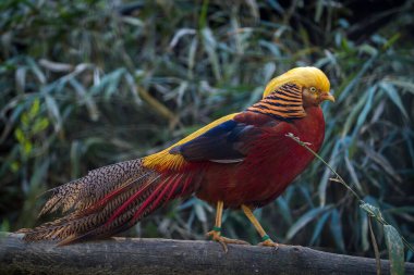 Hayvanat bahçesindeki altın sülün kuşu