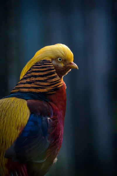 Faisan Oiseau Doré Dans Zoo — Photo