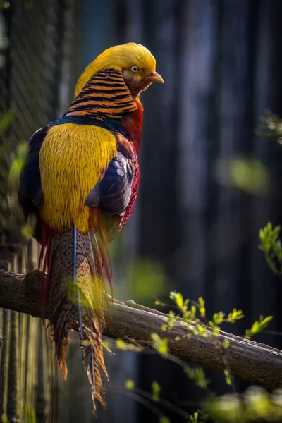 Pheasant Golden Bird Zoo — Stock Photo, Image