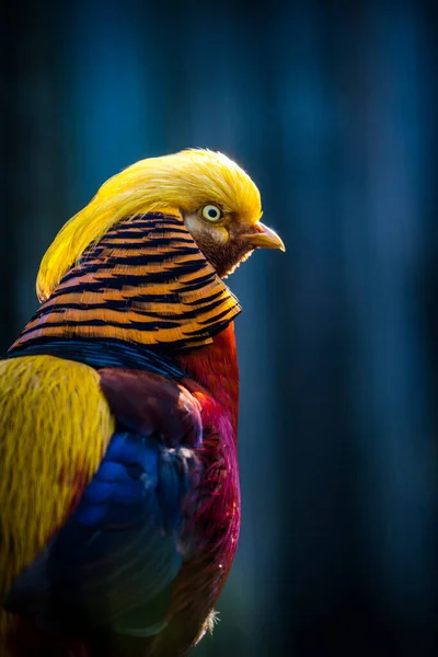 Bažant Zlatý Pták Zoo — Stock fotografie