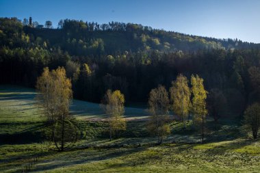 Manzarada huş ağacı