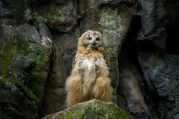 Büyük Boynuzlu Baykuş Hubo Bubo — Stok fotoğraf