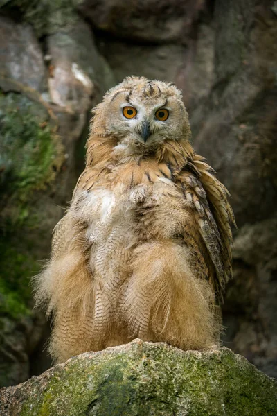 Great Horned Owl Hubo Bubo — Stock Photo, Image