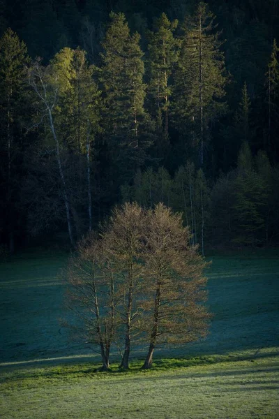 Árvore Paisagem — Fotografia de Stock