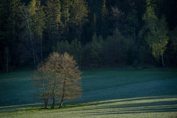 Träd Landskapet — Stockfoto