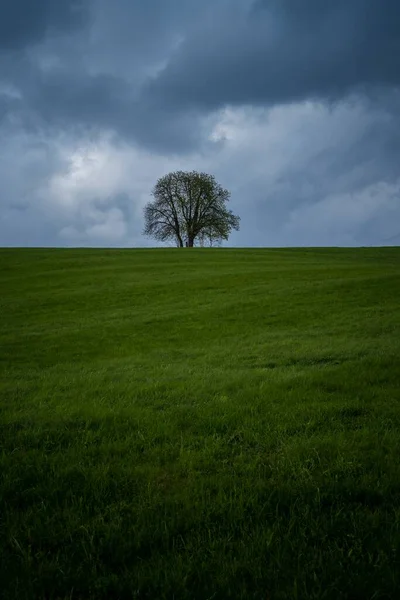 Strom Krajině — Stock fotografie