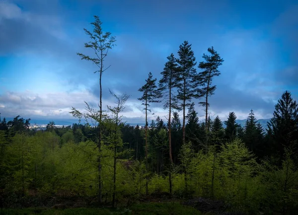 Träd Landskapet — Stockfoto