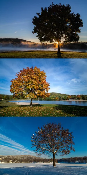 Koláž Stromy Podzim Léto Zima — Stock fotografie