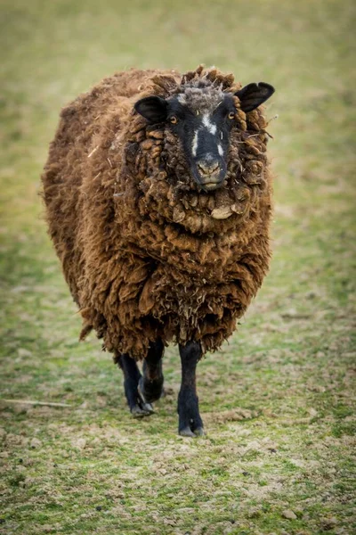 Dark Sheep Farm — Stock Photo, Image