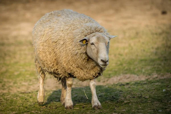 Jasne Owce Gospodarstwie — Zdjęcie stockowe
