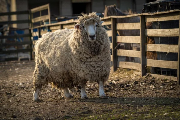 Bright Sheep Farm — Stock Photo, Image