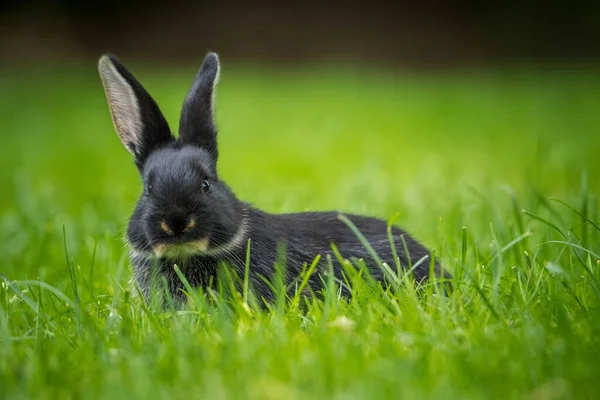 Young Rabbit Farm — Stock Photo, Image