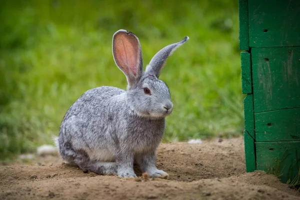 gray rabbit on the farm