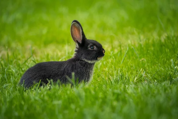 Young Rabbit Farm — Stock Photo, Image