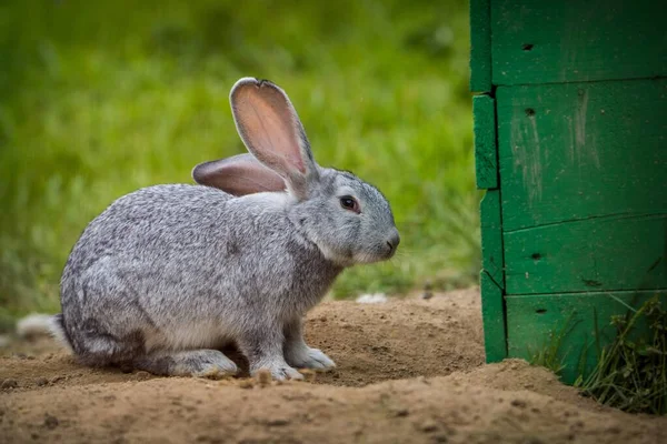 gray rabbit on the farm