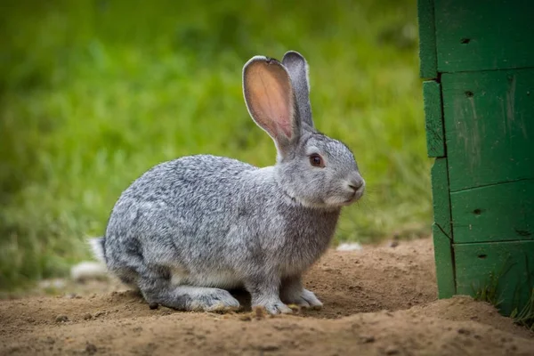 Серый Кролик Ферме — стоковое фото