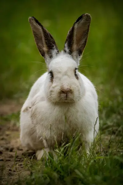 Белый Кролик Ферме — стоковое фото