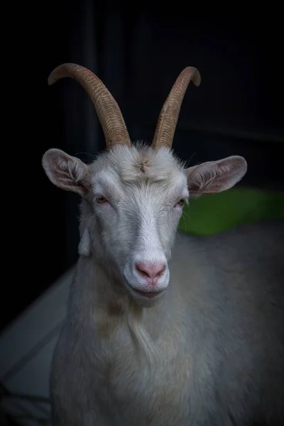 Retrato Cabra Granja — Foto de Stock