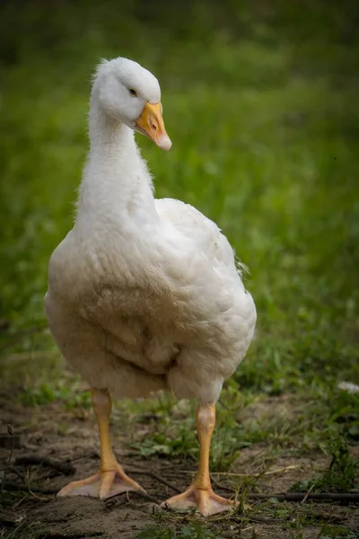 White Domestic Goose Farm — Stock Photo, Image