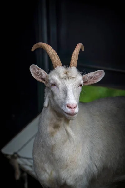 Goat Portrait Farm — Stock Photo, Image