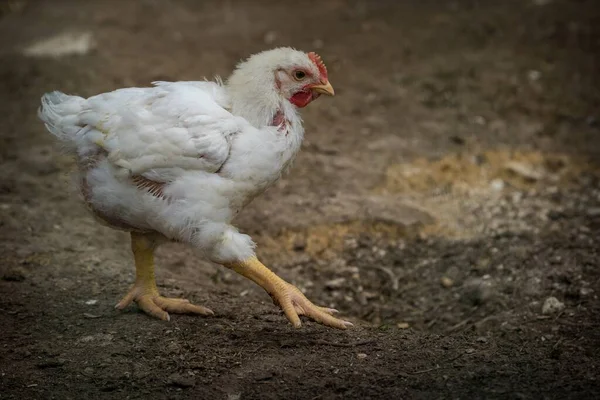 Kurczaczek Farmie — Zdjęcie stockowe