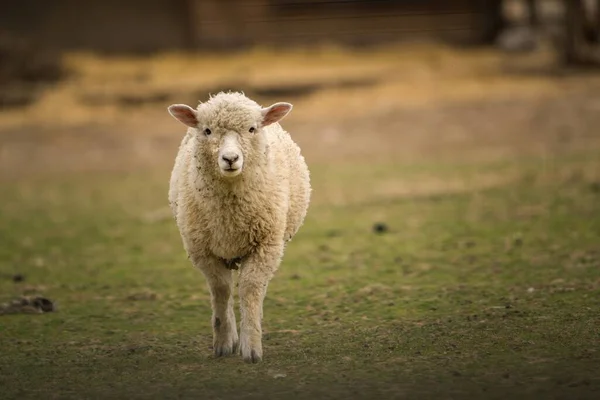Dziecko Jasne Owce Farmie — Zdjęcie stockowe
