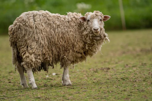 Jasne Owce Gospodarstwie — Zdjęcie stockowe