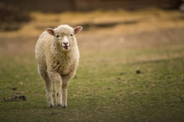 Дитина Яскрава Вівця Фермі — стокове фото