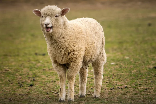 Baby Bright Sheep Farm — Stock Photo, Image