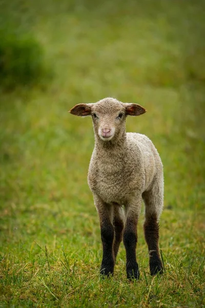 Dziecko Jasne Owce Farmie — Zdjęcie stockowe